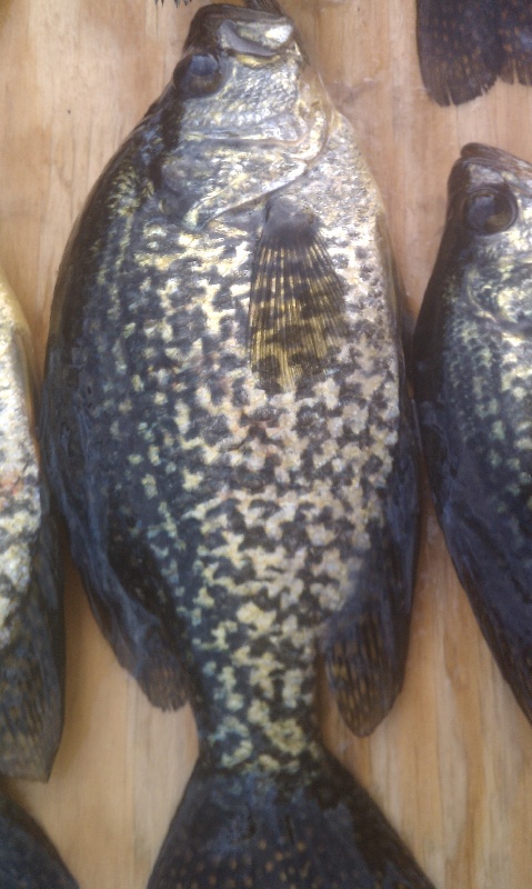 Black Crappie from Balch