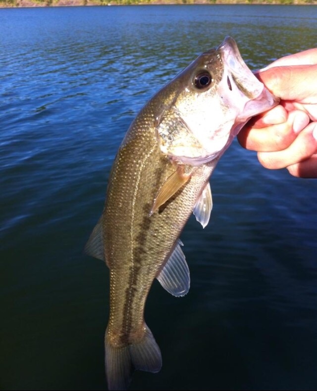 Small mouth bass near East Haven