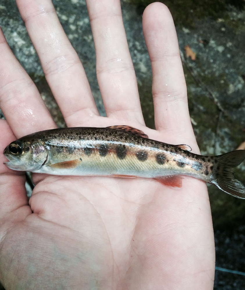 Baby brook trout