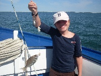 Sea Bass and Scup off Harwichport