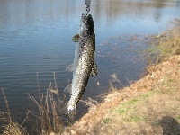 Hoadley Pond