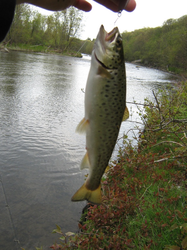 after work trout near Derby