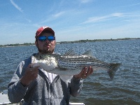 2011 first stripers  Fishing Report