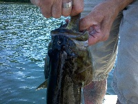 Lake McDonough Fishing Report