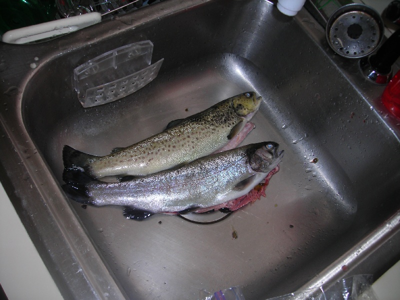 trout near North Haven
