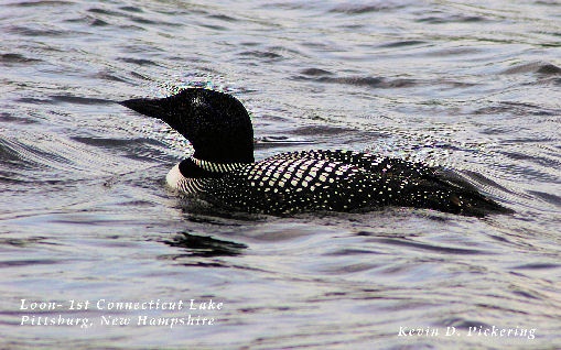 Loon on !st Connecticut Lake