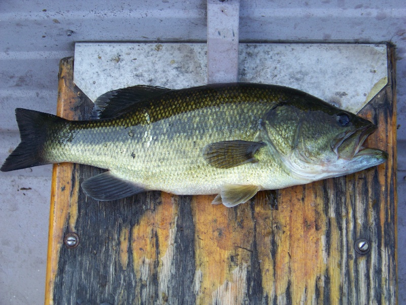 2.8 lbs caught at Roseland Lake 