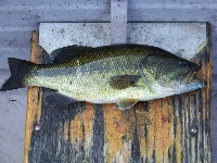RoseLand Lake, Woodstock CT Fishing Report