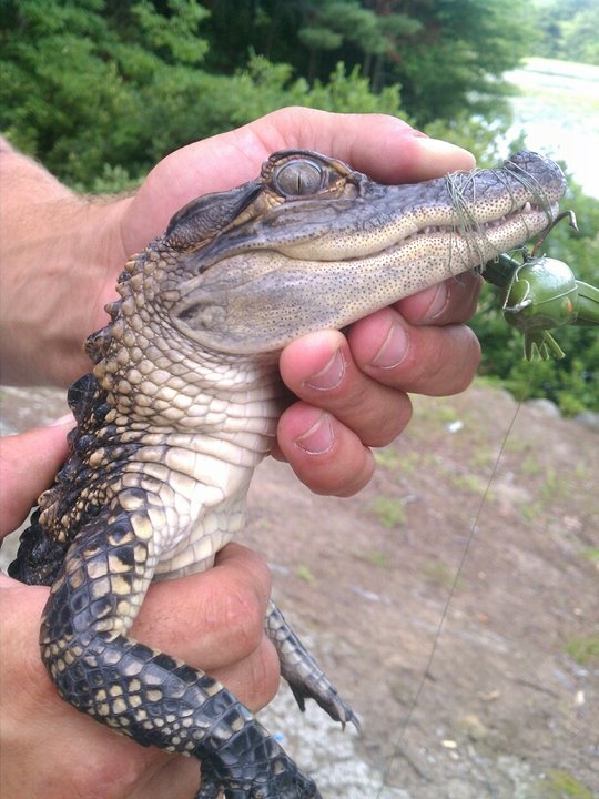 alligator in MA?