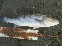 Fishing for blues an stripers