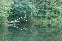 Taftville Pond/Shetuckett River