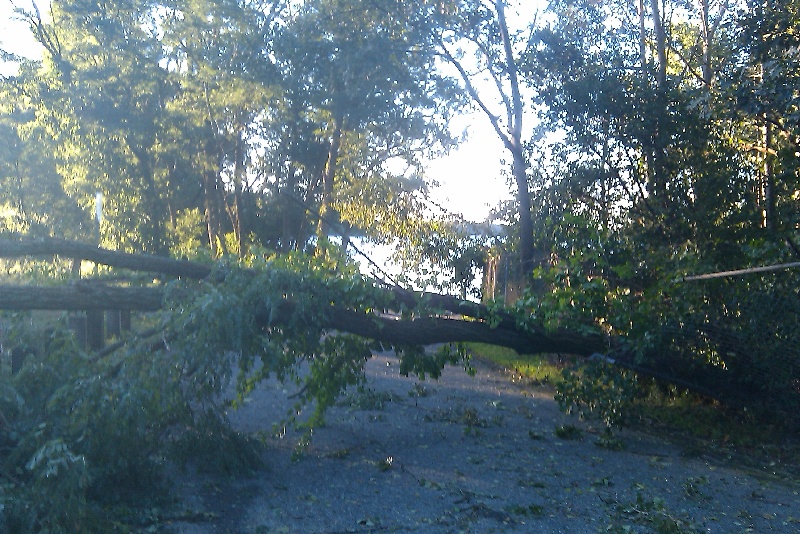 Tree down