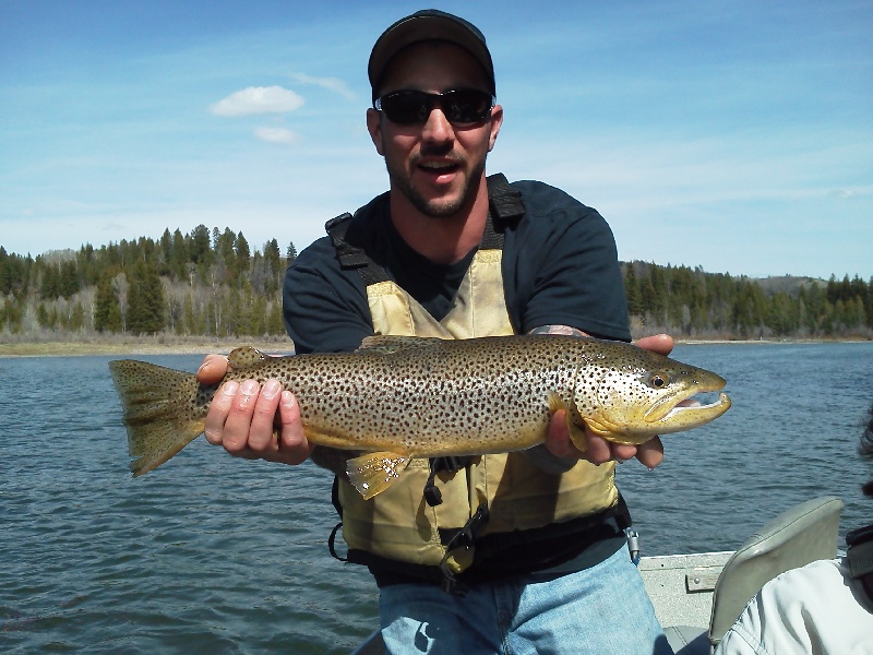 Wyoming Brown trout