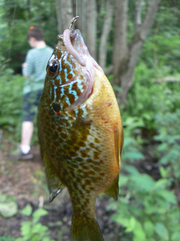 my bluegill