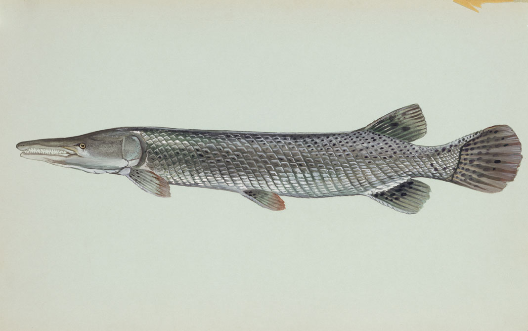 Freshwater Fishes of Connecticut 