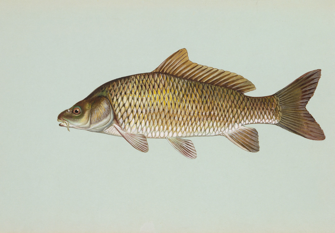 Common Carp