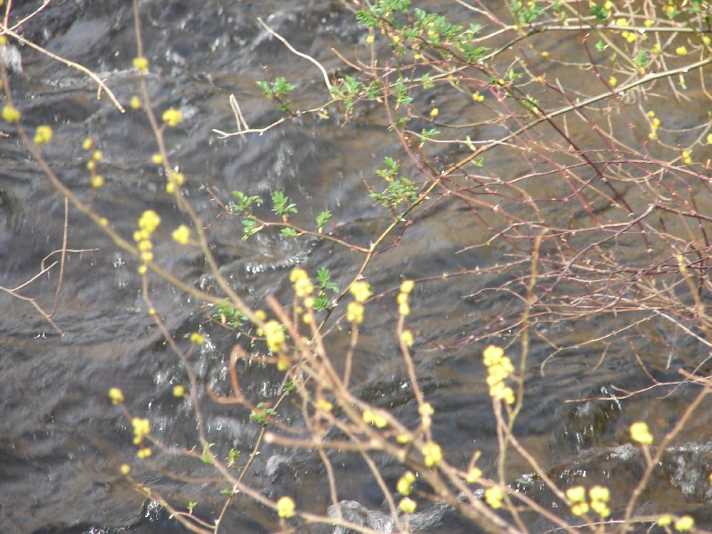 Whitford Brook near Old Mystic