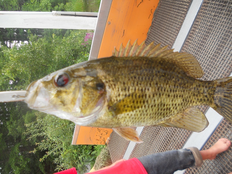 i love catching rock bass