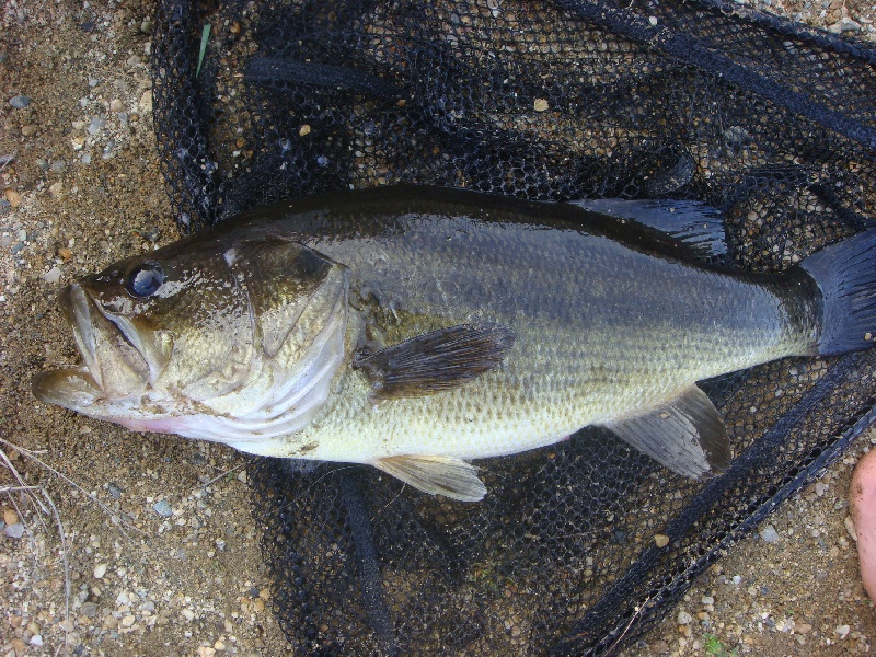 my 3 pound bass Photo Details CT Fish Finder