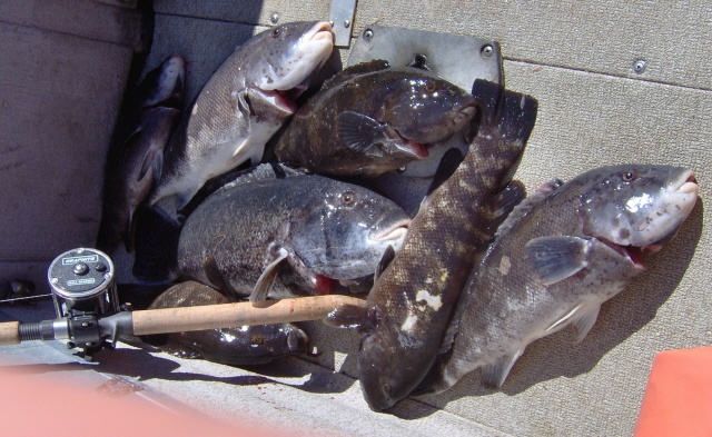 Our Catch near Poquonock Bridge