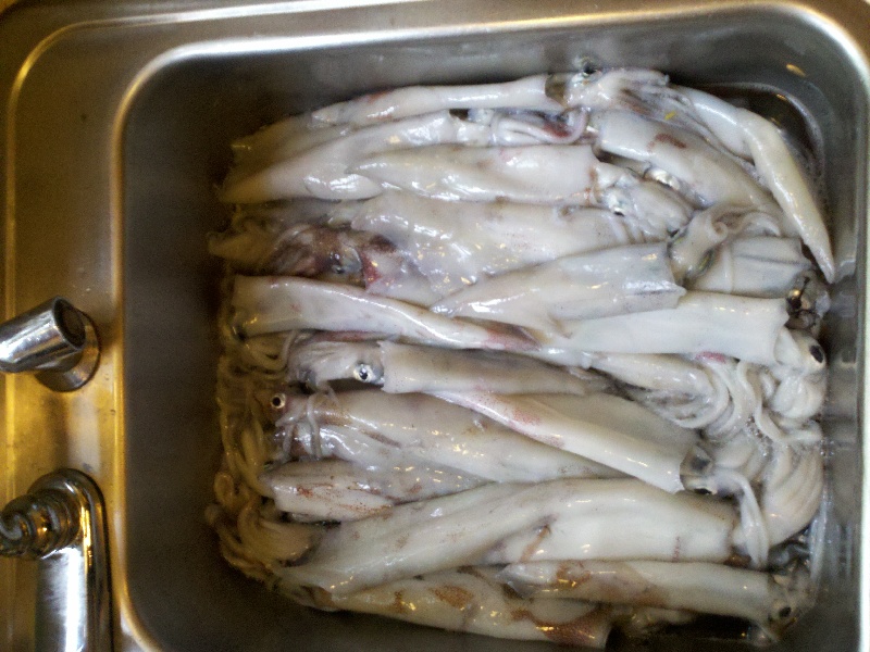 fresh squid