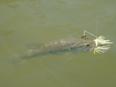 big bass