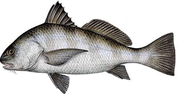 Black Drum