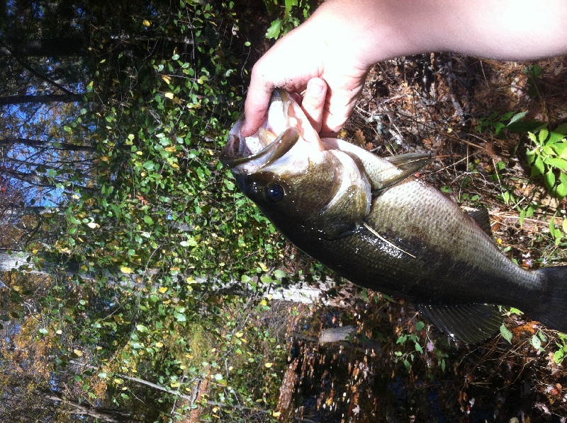 Last bass. Big tree on jig