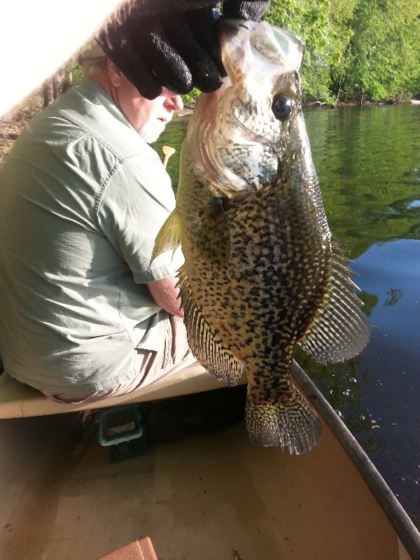 Huge Crappie 