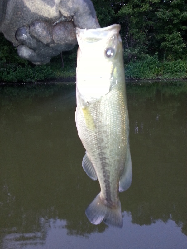 Largemouth Bass 