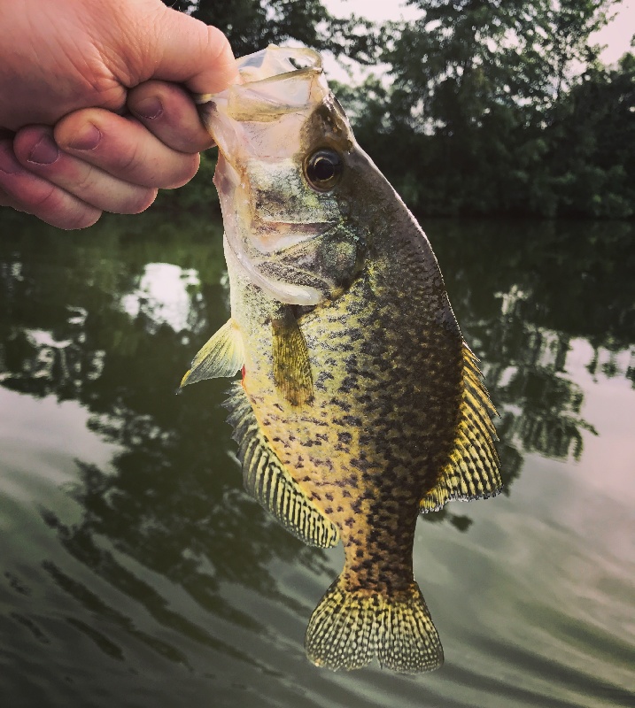 Fisher Meadow Crappie 2018