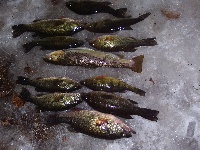 rockville elks icefishing derby Fishing Report