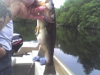 Bass Fishing