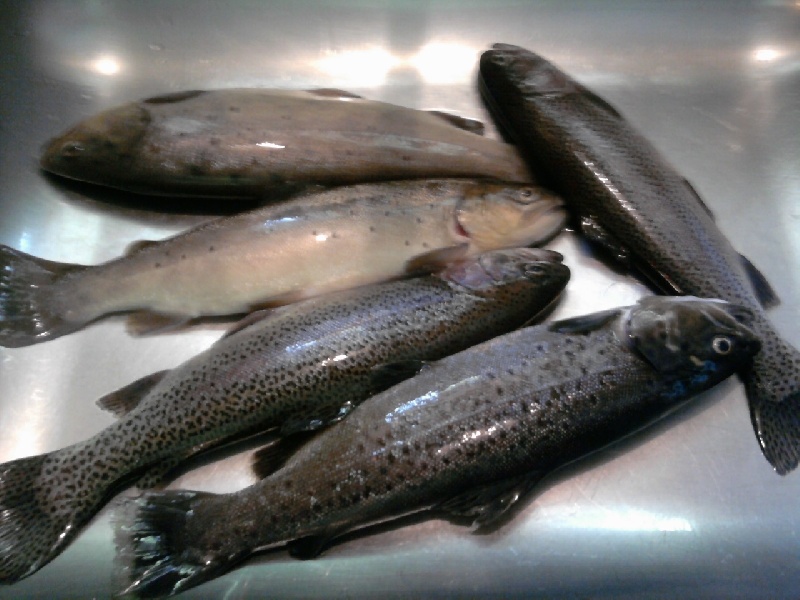 Trout