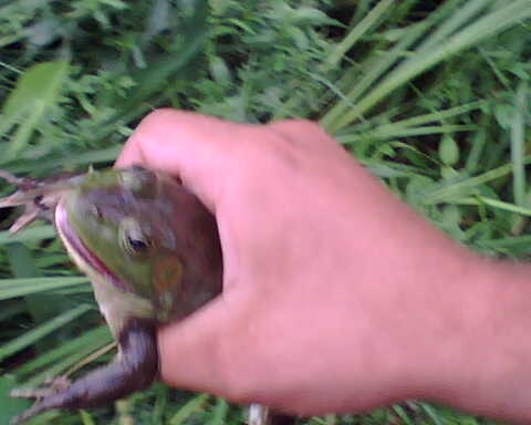 accidentally caught a frog