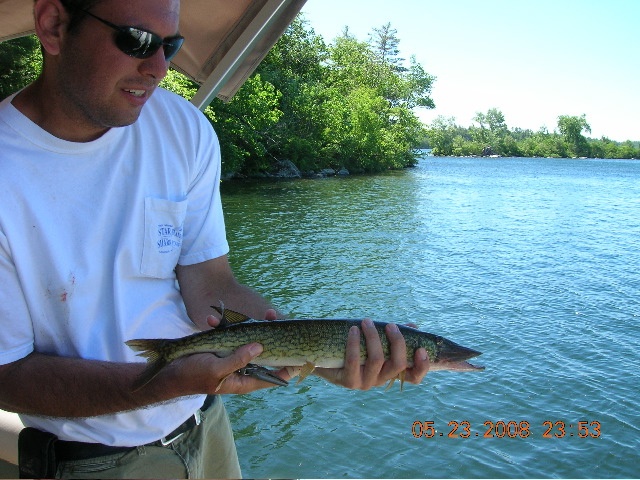 Chain Pickerel