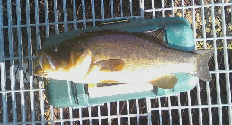 Largemouth Bass