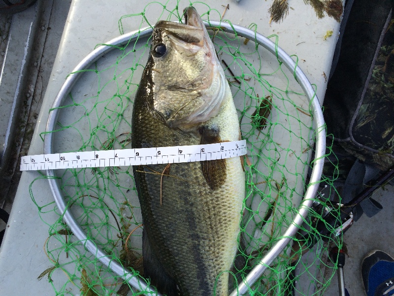 Bass near East Haven