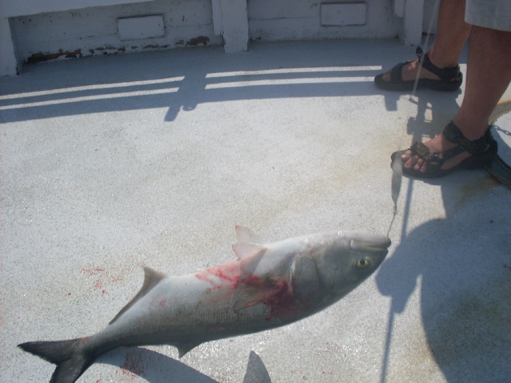 Bluefish 1 off of The Race