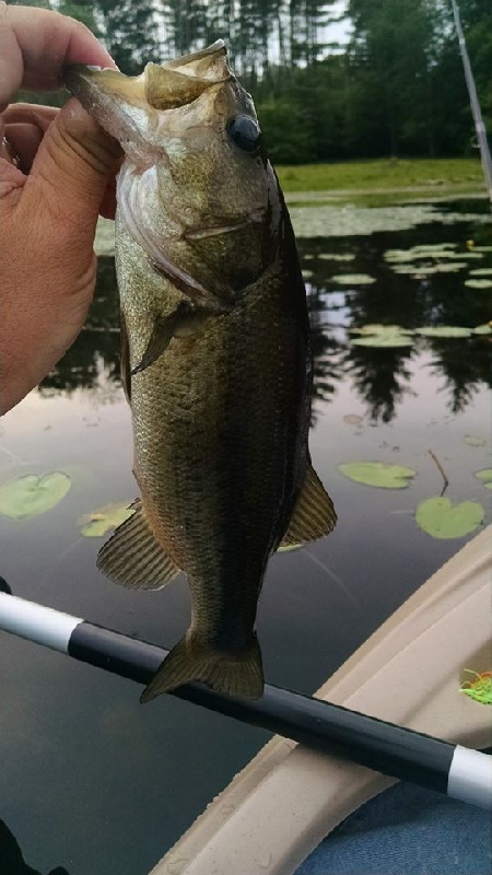 Catching Big Smallmouth W/ Baby Brush Hogs, Catching Big Smallmouth W/  Baby Brush Hogs Tips For Using Zoom Baby Brush Hogs To Catch Big Smallmouth  Bass. 🎥  (full