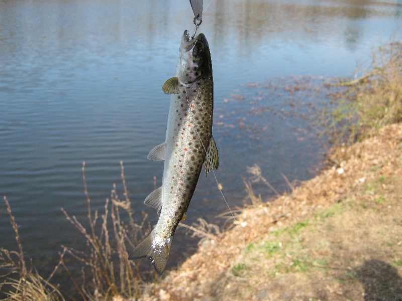 first trout of the year near Shelton