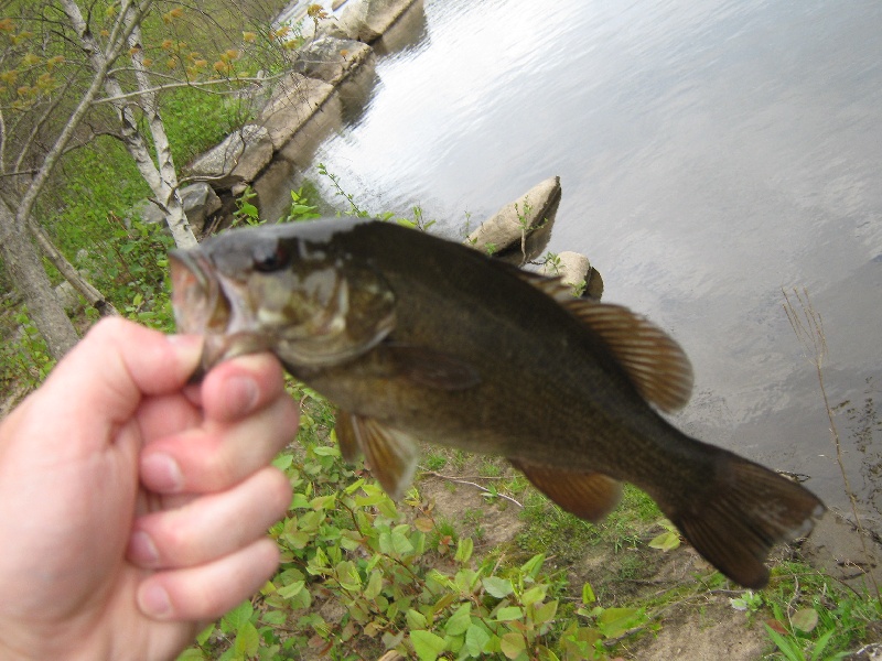 firt smallie of the year near Shelton