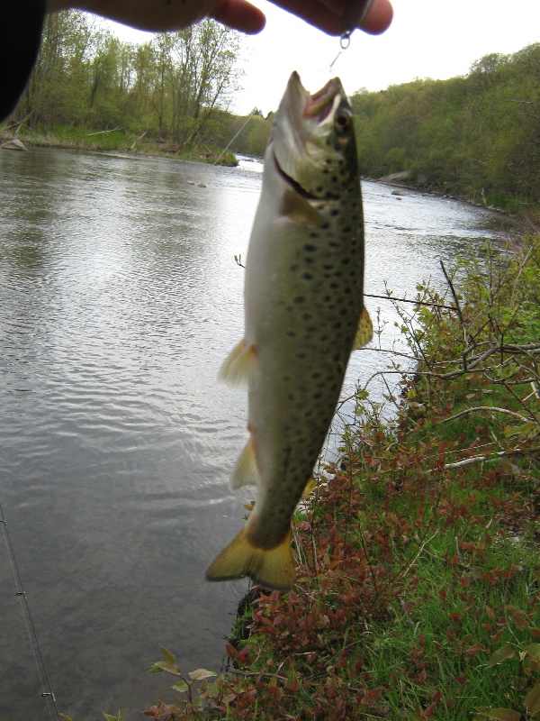 after work trout