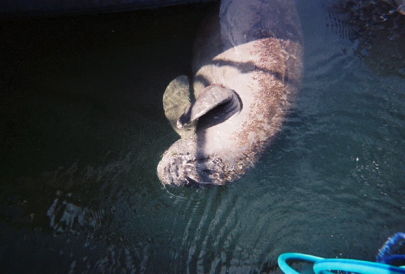 Manatee