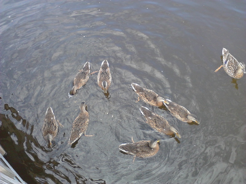 ducks