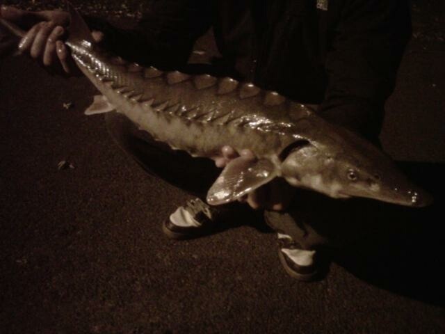 Sturgeon