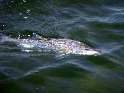 Striper Fishers Island Flats