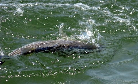 Striped Bass Fishers Island