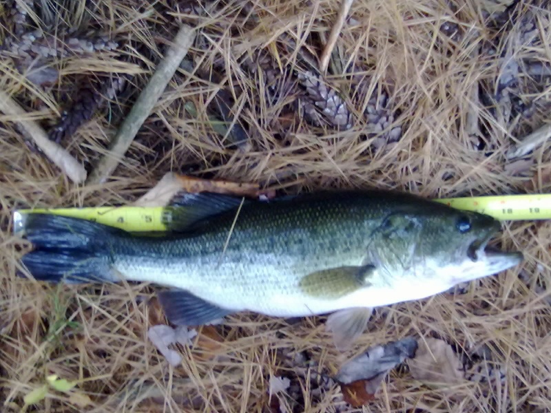 large moutn bass