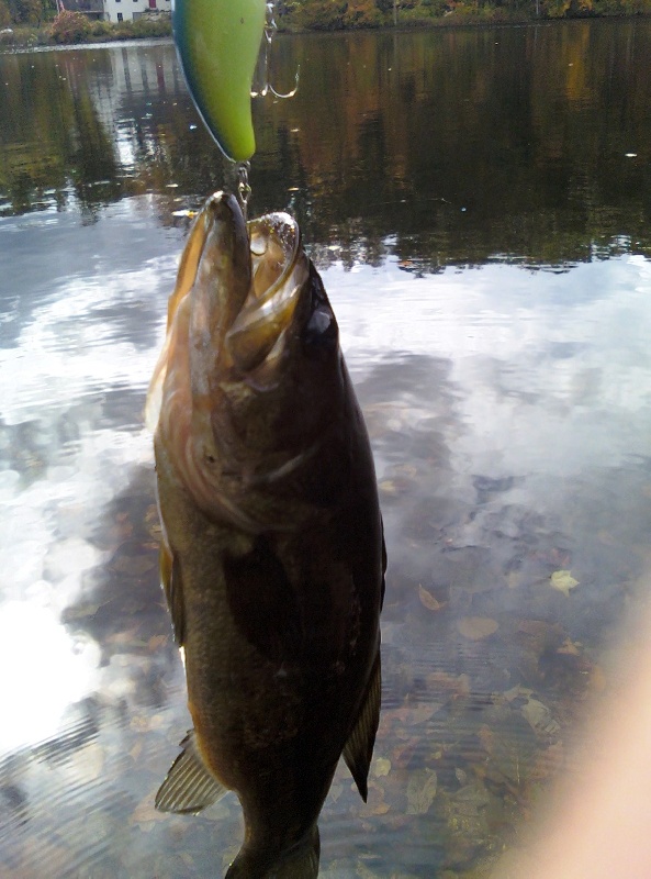 Little bass 2